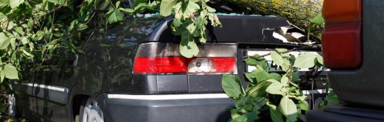 Tree limbs removed from a car after storm damage by Rancho Landscape and Tree Care, CA