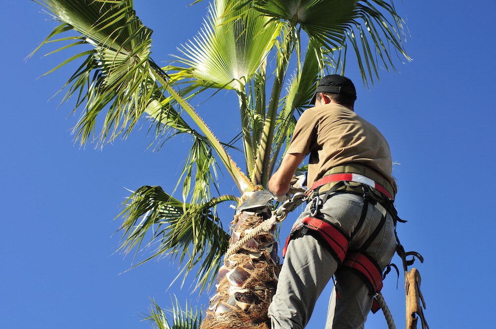 Palm Tree Skinning, Trimming, and Removal Explained