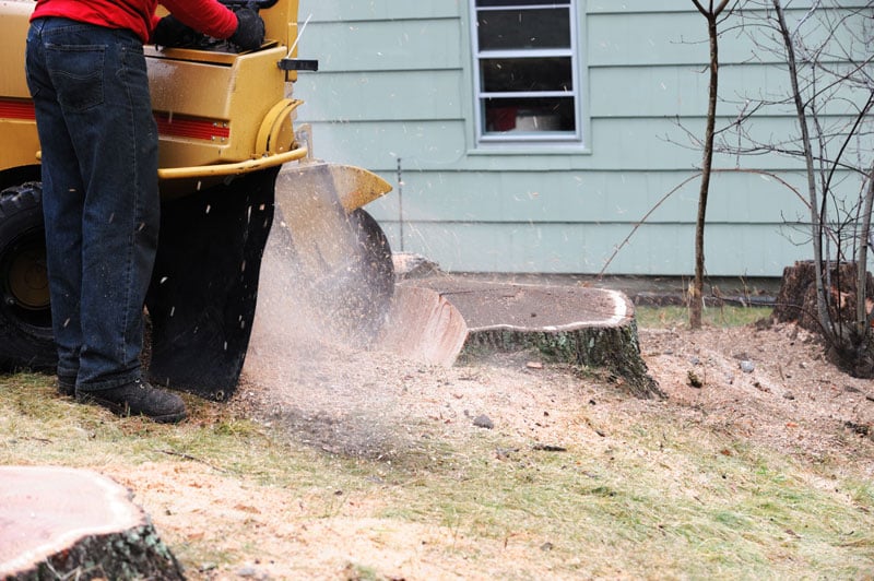 Tree stump grinding