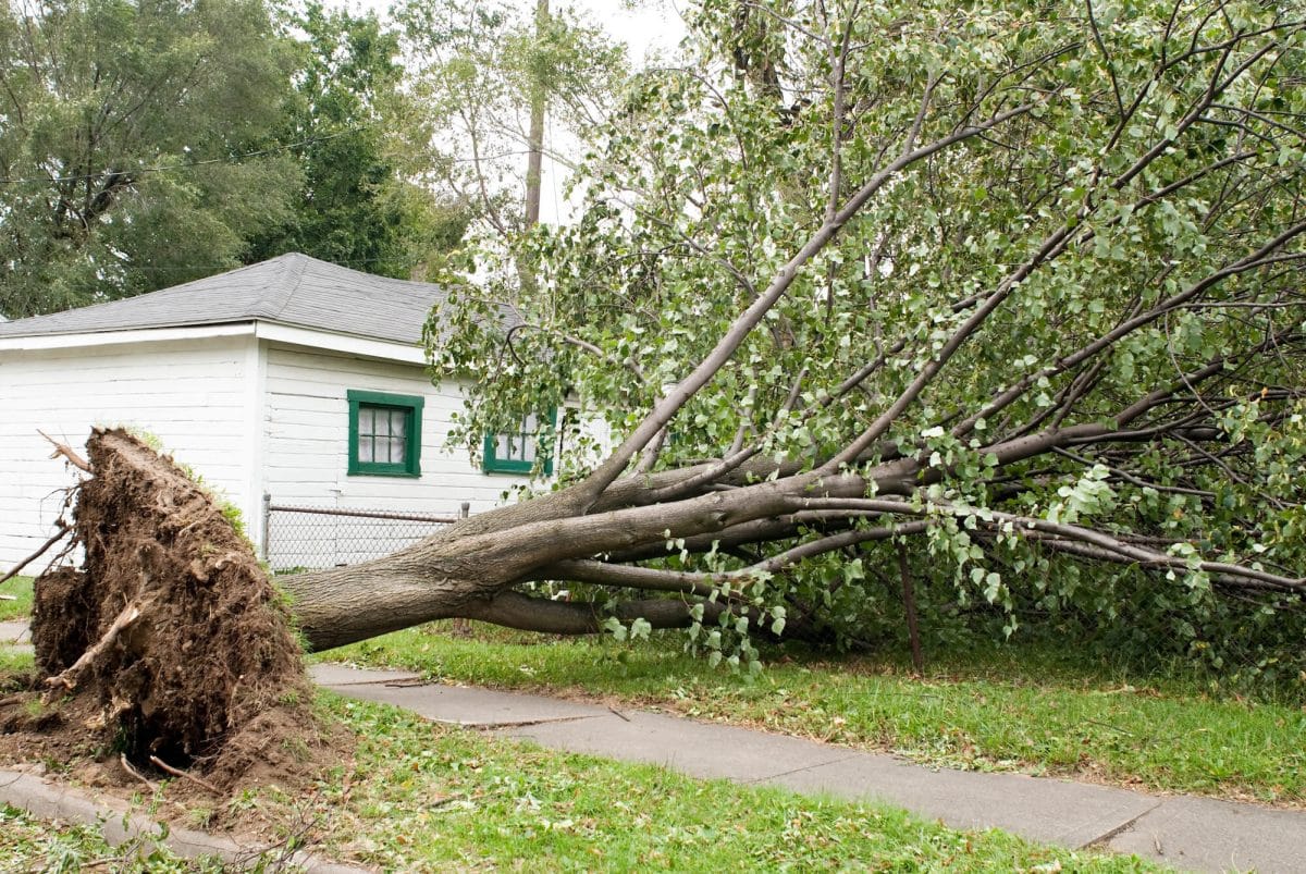 Tree Removal Services: The Essential Guide to Keeping Your Landscape Safe and Healthy