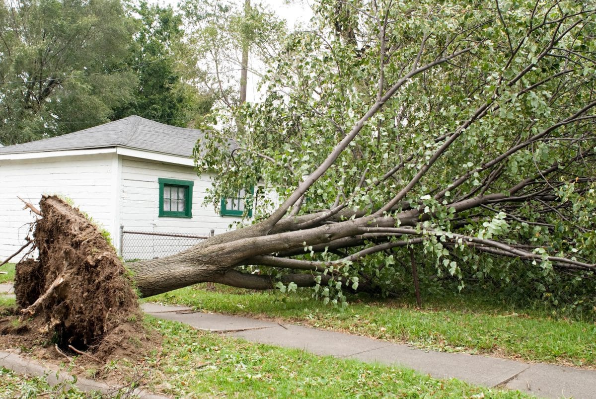 What To Do When You Need Emergency Tree Removal