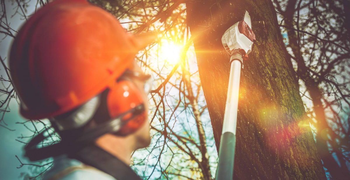 Cultivating Beauty with Tree Pruning and Lancing Services