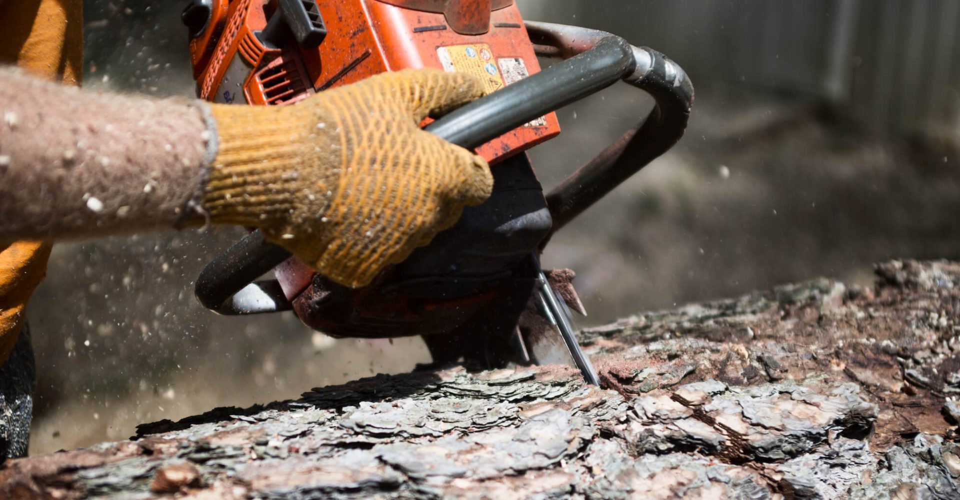 Affordable Tree Removal Services Rancho Tree Care 24/7 Response