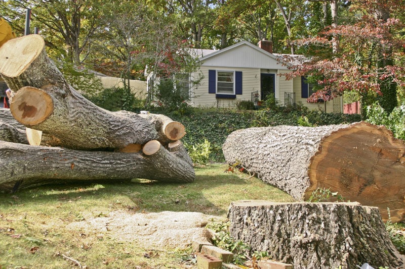tree removal greenville sc