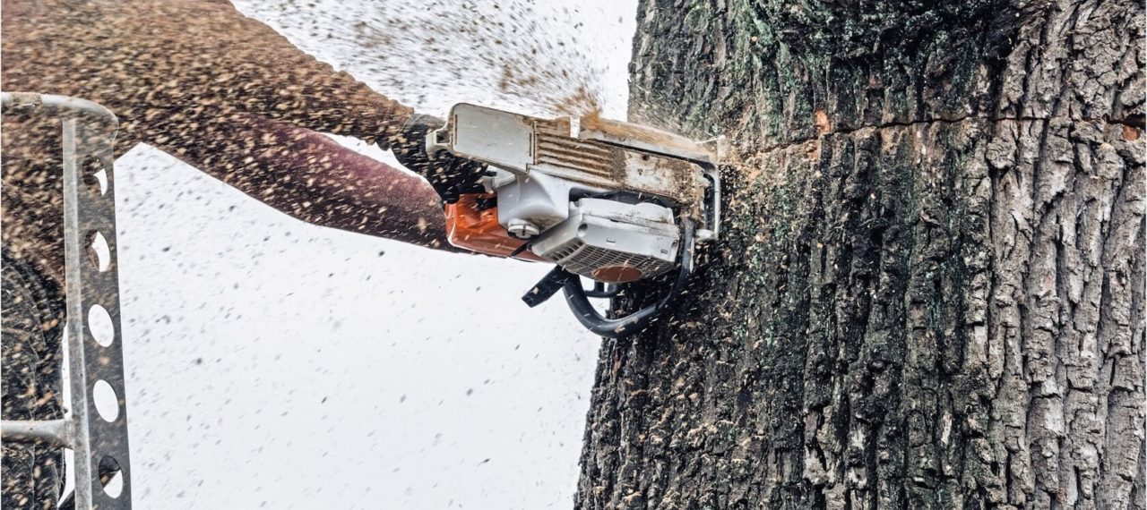 Complete Tree Service and Tree Removal Rancho Tree Care