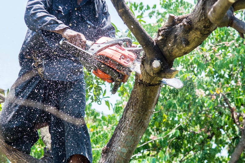 Glendale Professional Tree Service