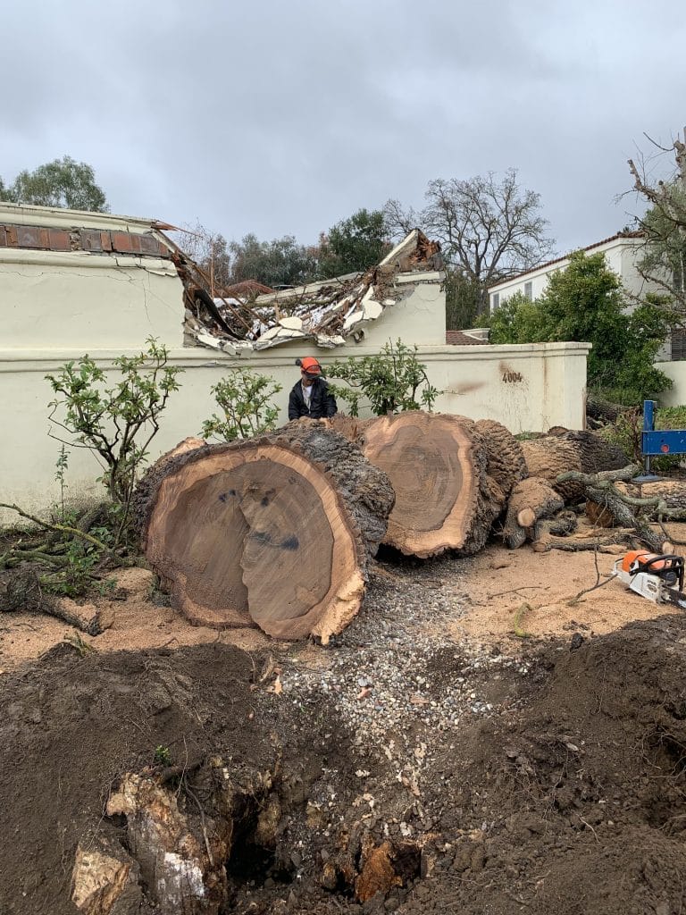 Trunk sections cut down during a tree removal by Rancho Landscape and Tree Care, CA