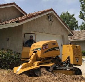 Tree Removal in Arcadia, California (3212)