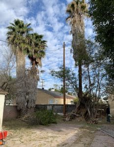 Tree Removal in Malibu, California (8273)