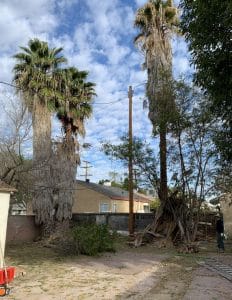 Tree Removal in Monrovia, California (6648)