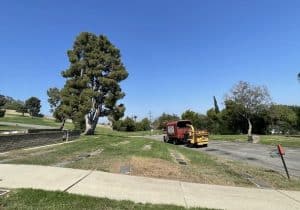 Tree Removal in Rolling Hills Estates, California (6934)