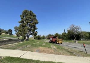 Tree Removal in Mayflower Village, California (1794)