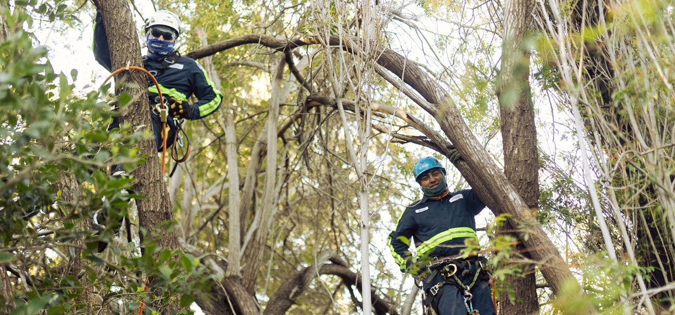 Van Nuys Tree Services