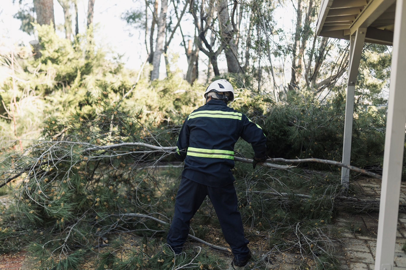 Van Nuys tree services