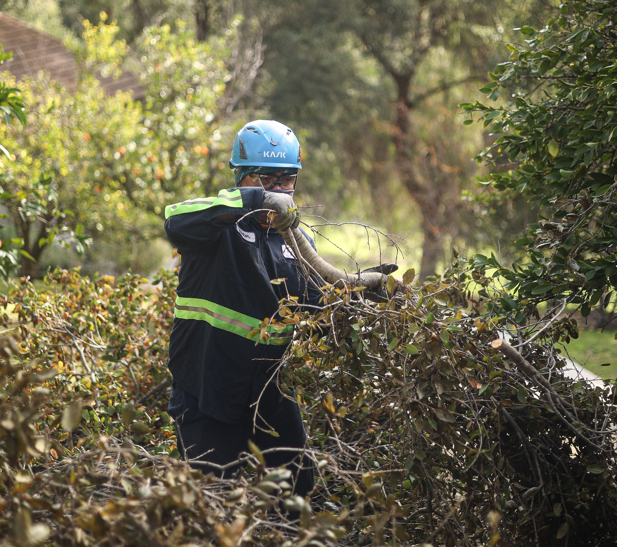 Tree stump grinding Encino