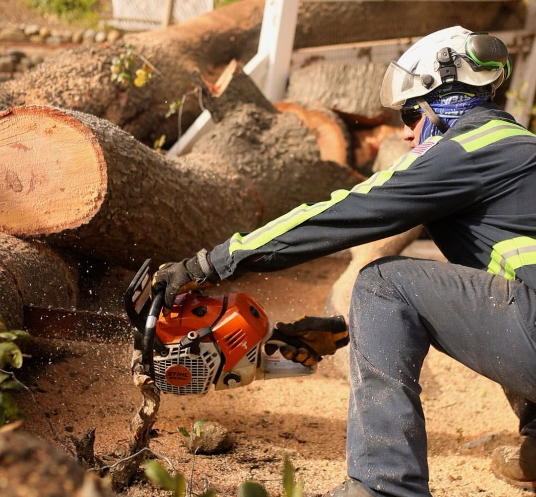 tree reemoval Sherman Oaks California