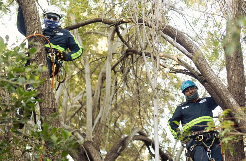 tree trimming services