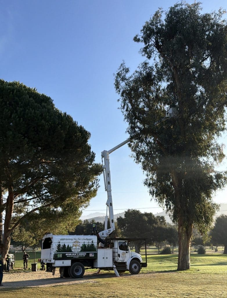 Rancho Landscape & Tree Care bucket truck performing professional tree trimming