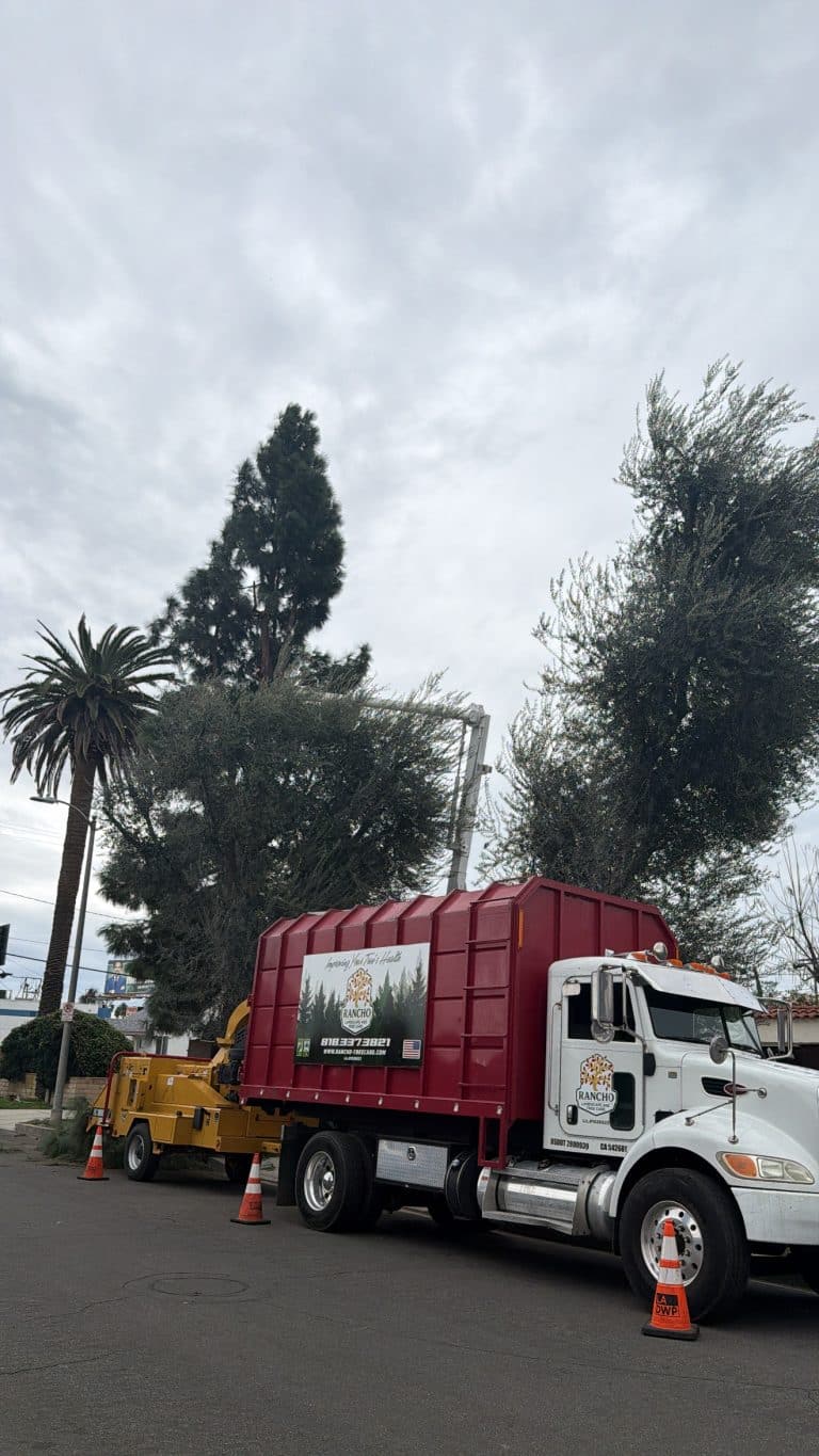 Chipper truck at a palm and tree job by Rancho Landscape and Tree Care, CA