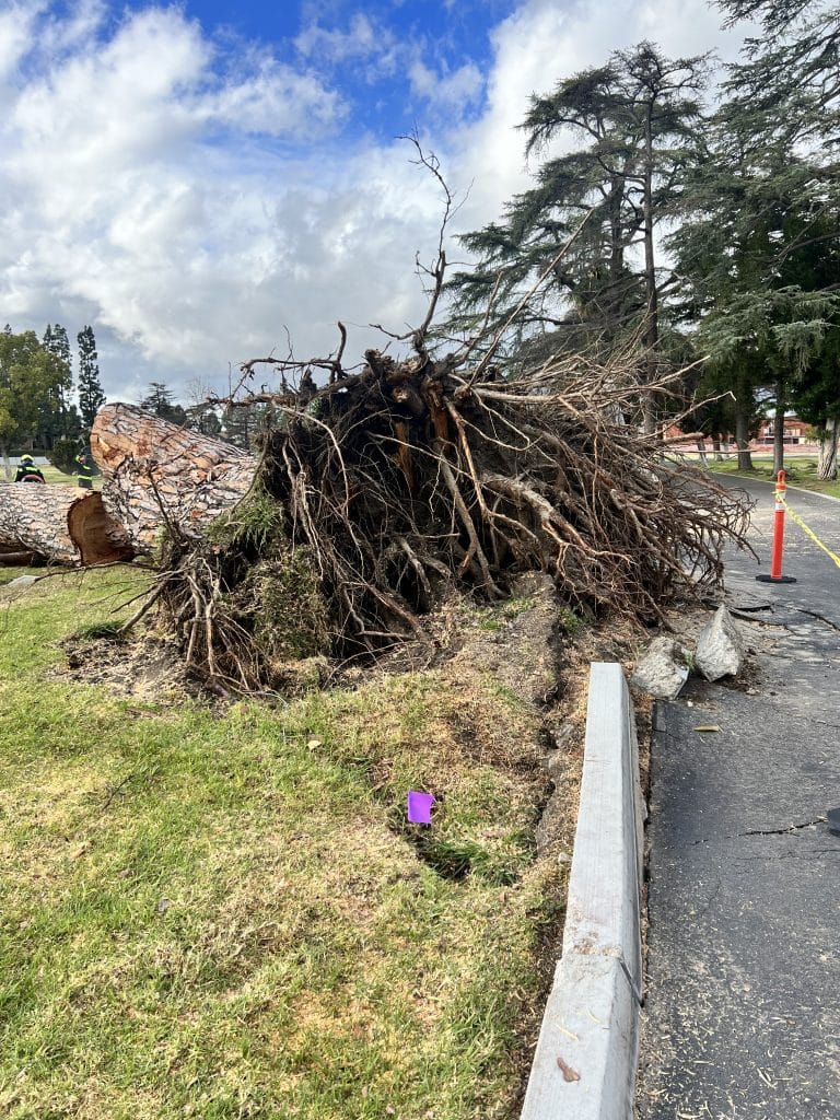 Uprooted tree requiring professional tree removal