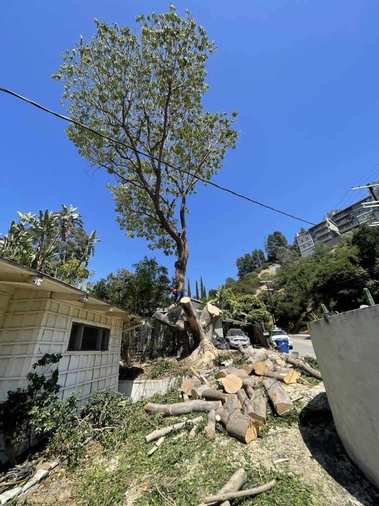 Large tree removal near a home by Rancho Landscape & Tree Care