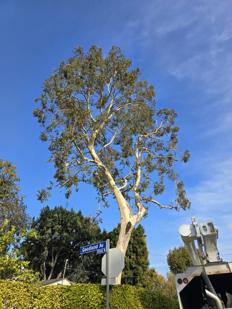 Professionally pruned tree by Rancho Landscape & Tree Care