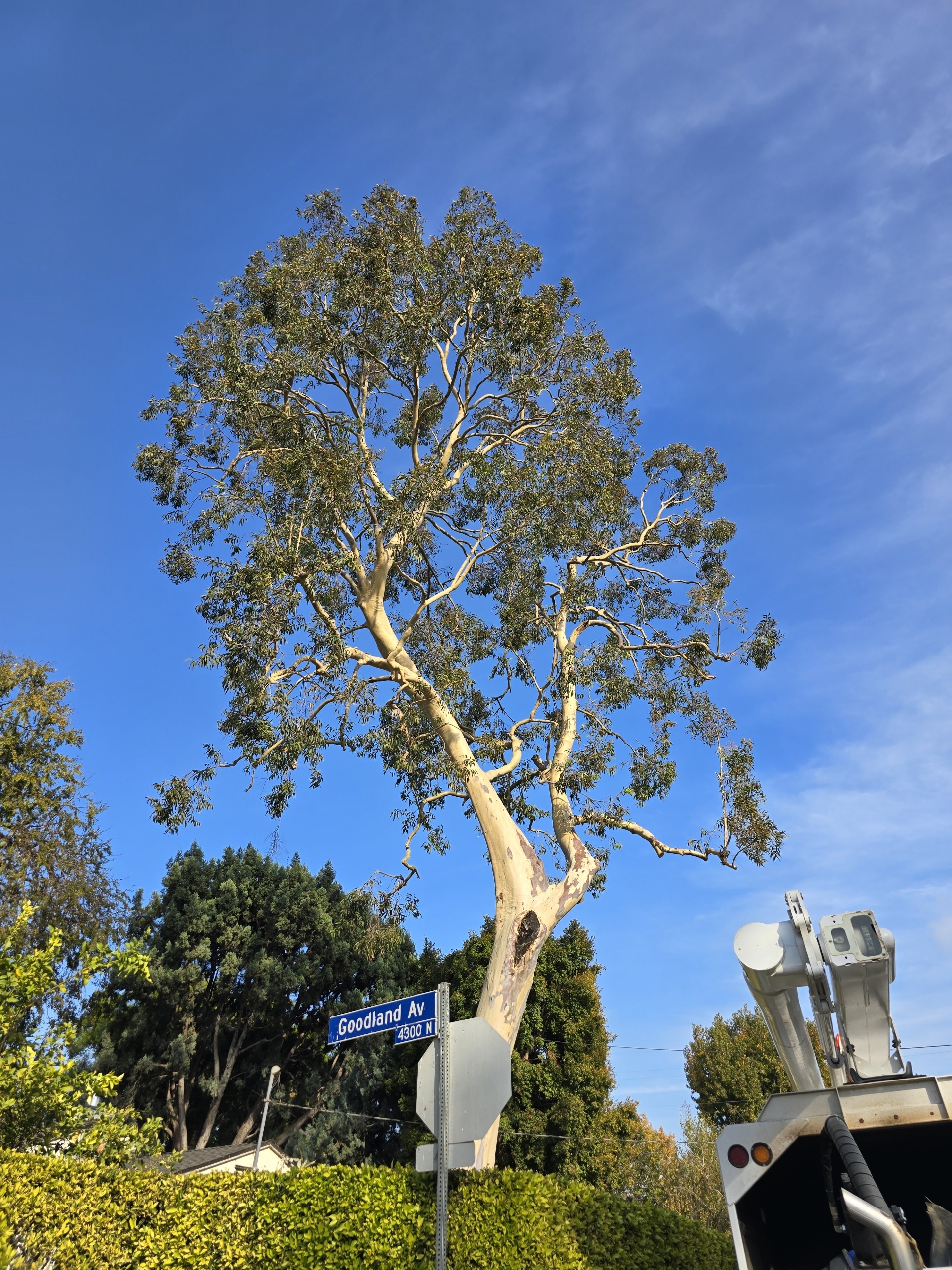 Professionally pruned tree by Rancho Landscape & Tree Care