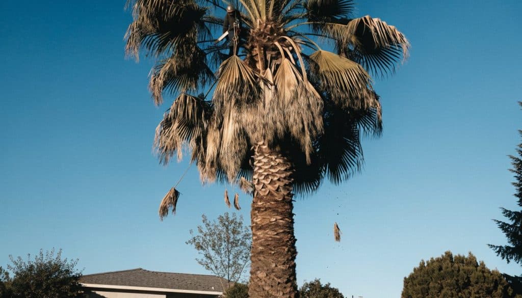 residential tree services